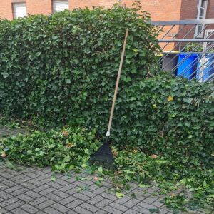Hecke schneiden (per m)