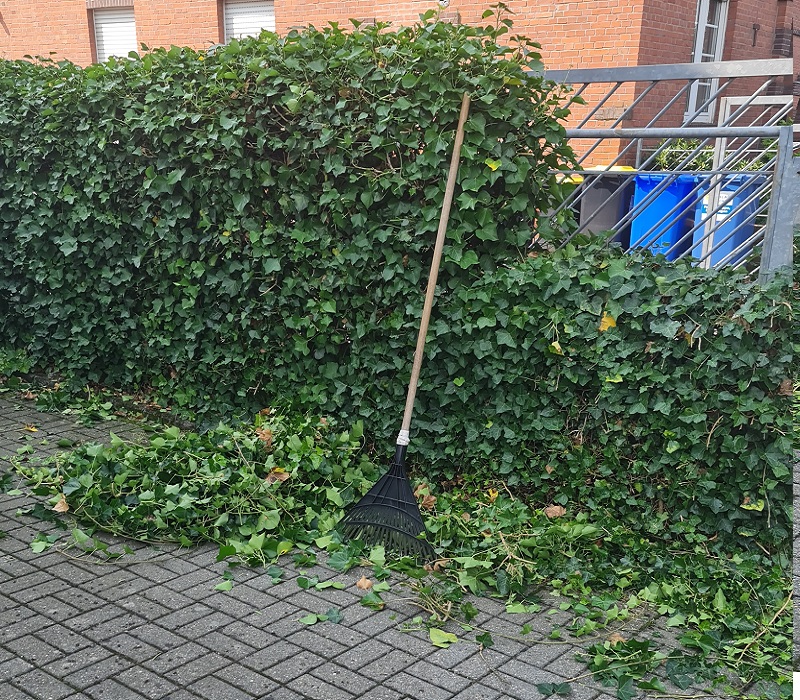 Hecke schneiden (per m)